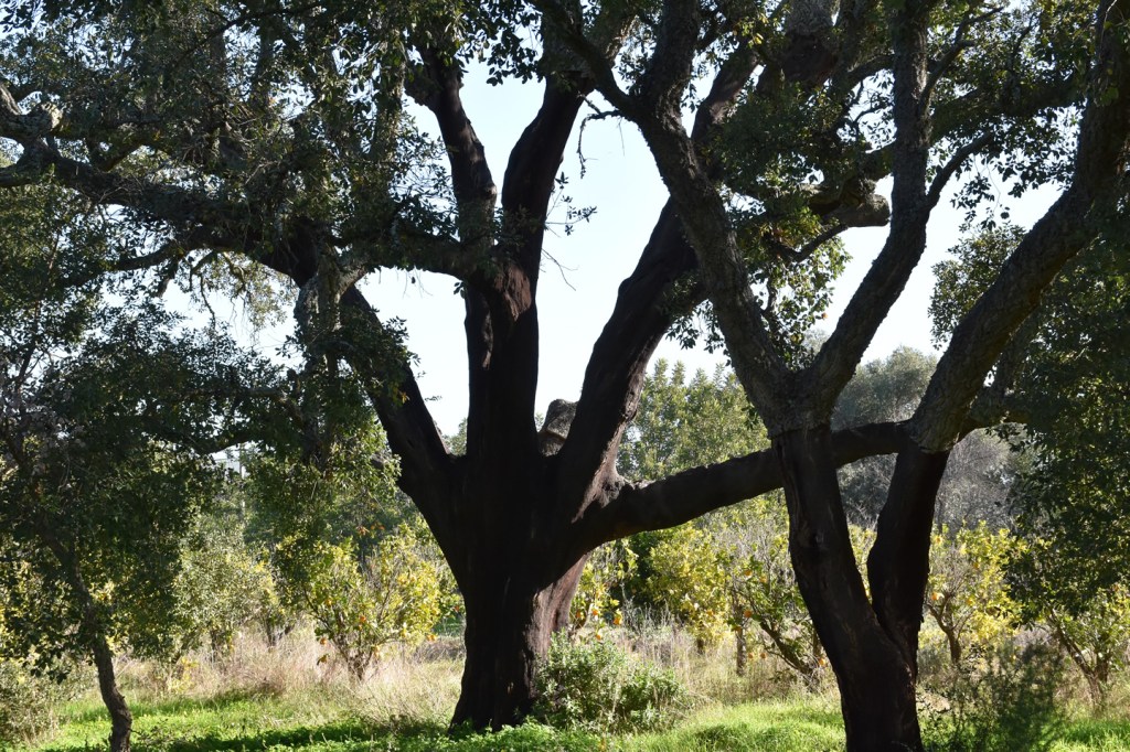 Cork forest tranquility