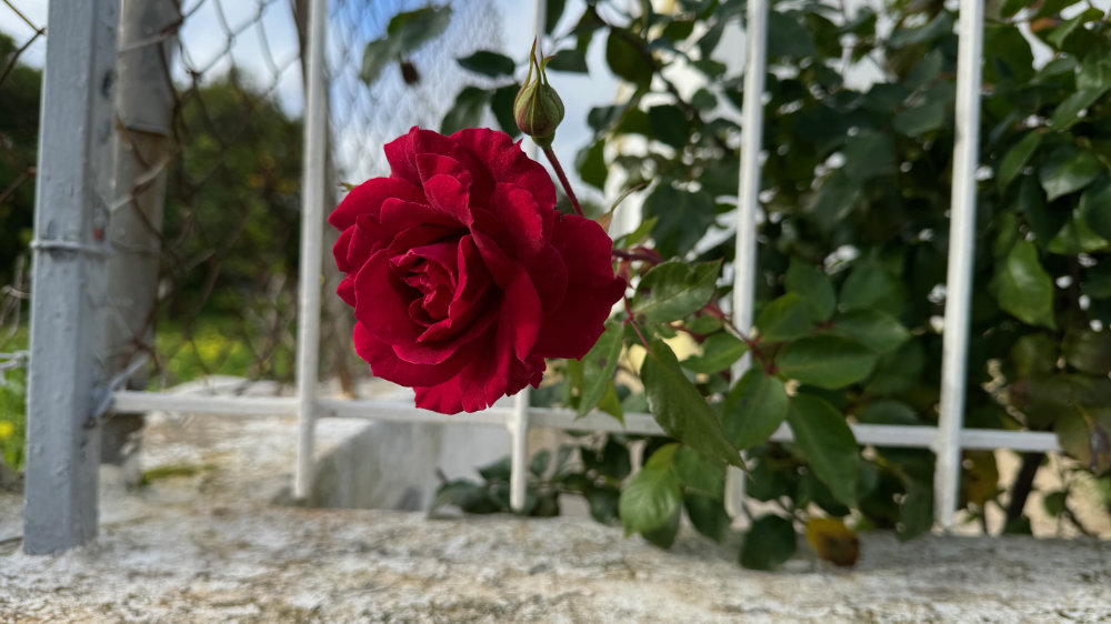 A Great Tit in the Pousada&nbsp;Park