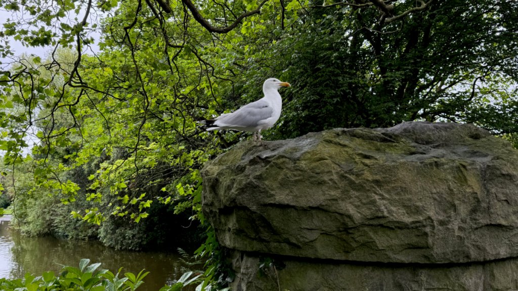 An Irish Adventure&nbsp;Begins