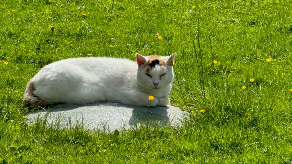 There were two cats of&nbsp;Kilkenny..