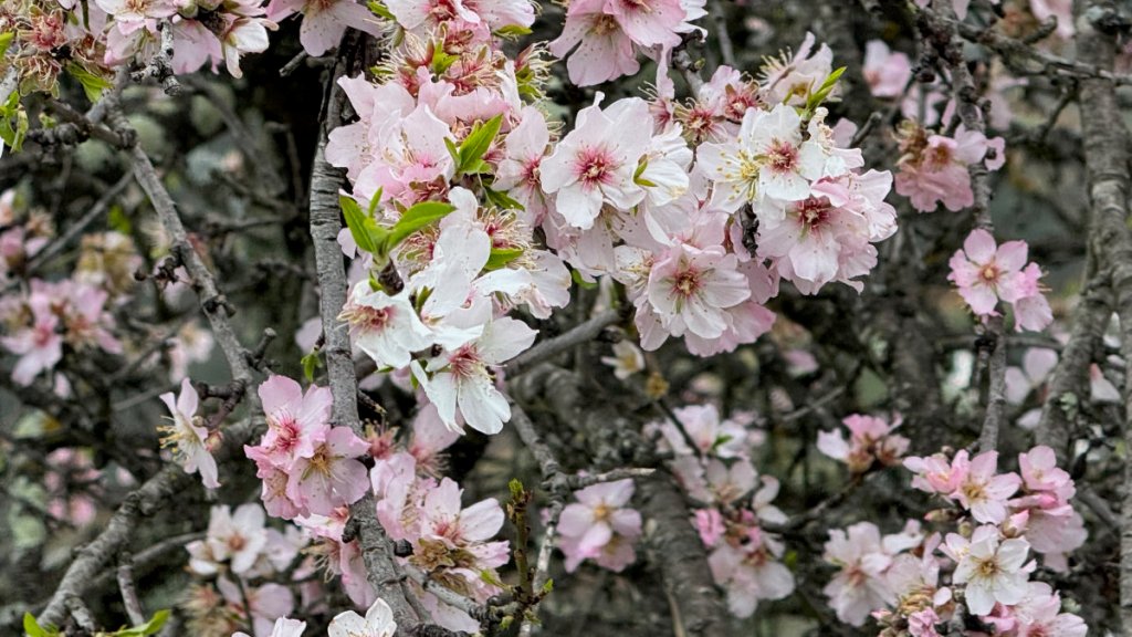 Festival das Amendoeiras em Flor do&nbsp;Algarve