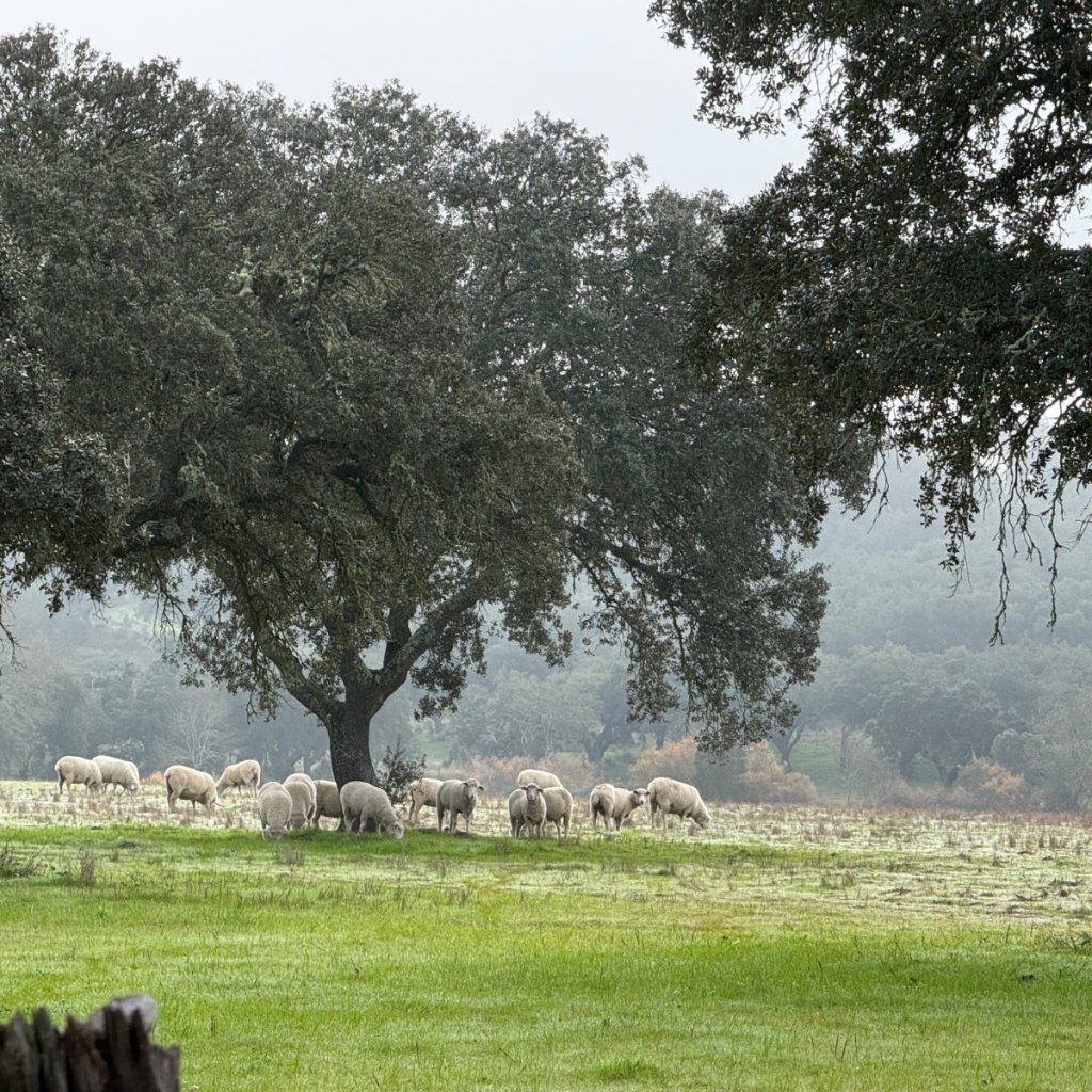 From Évora to&nbsp;Estoi